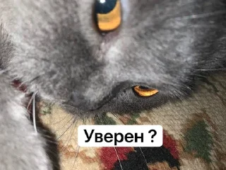 🤔 emoji Колобок Telegram sticker 11 of 19