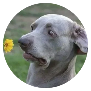 Sticker from @TVstickers Stupid Dogs