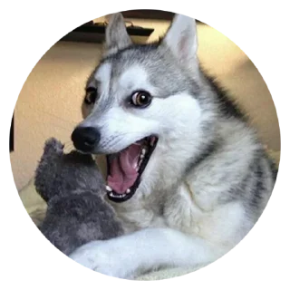 Sticker from @TVstickers Stupid Dogs