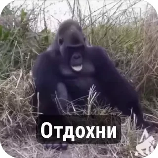 😴 emoji Манкі Тт Telegram sticker 6 of 120
