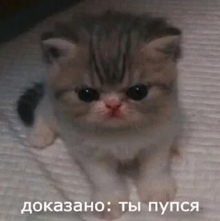 🌟 emoji Стикоры Масяни Telegram sticker 23 of 49