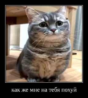 😶 emoji Комарки @not_a_dude Telegram sticker 18 of 69