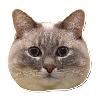 🤯 emoji Котончик - @Tg_stickersu Telegram sticker 13 of 29