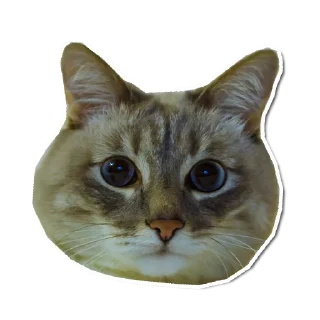 🤯 emoji Котончик - @Tg_stickersu Telegram sticker 22 of 29
