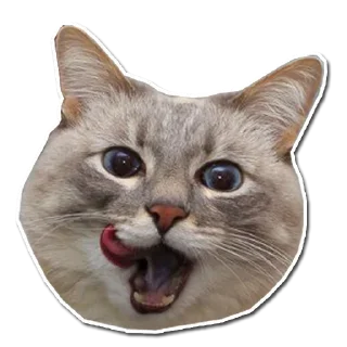 🤯 emoji Котончик - @Tg_stickersu Telegram sticker 9 of 29