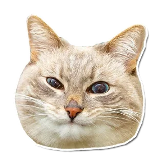 🤯 emoji Котончик - @Tg_stickersu Telegram sticker 14 of 29