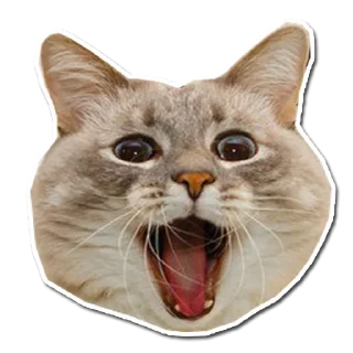 Sticker from Котончик - @Tg_stickersu