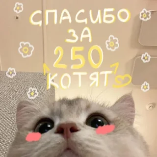 🐱 emoji Premium yes Telegram sticker 23 of 36