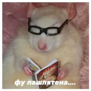 Sticker from Ты лох