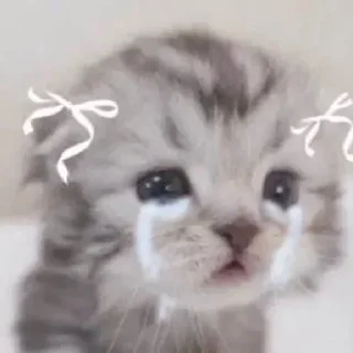 🎀 emoji 𝐾𝑖𝑡𝑡𝑒𝑛𝑠 𝟸 @xkysluv Telegram sticker 4 of 120