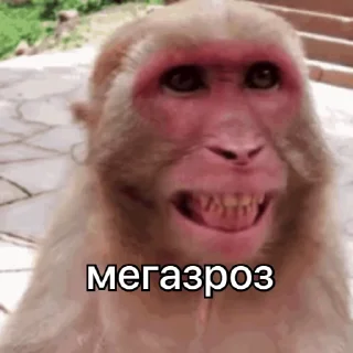 🙊 emoji зроз 3 @zroz_monkey Telegram sticker 10 of 31
