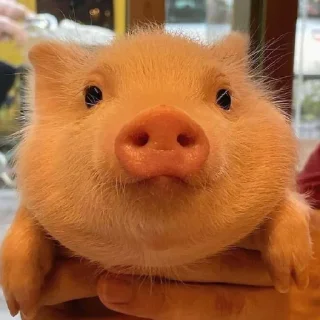 😇 emoji pig mood Telegram sticker 15 of 18