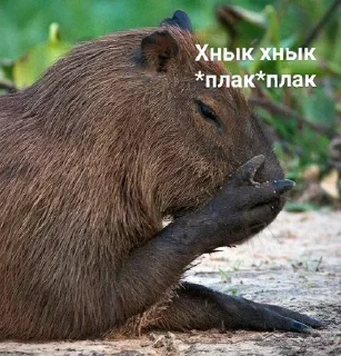 😭 emoji Капибара 💋💋 Telegram sticker 18 of 30