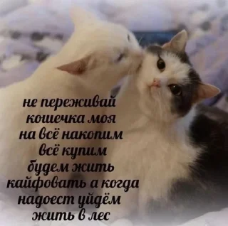 🥺 emoji котёнки Telegram sticker 11 of 93