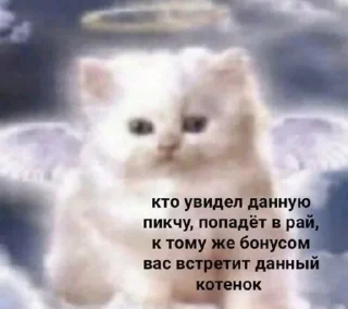 😇 emoji котёнки Telegram sticker 7 of 93