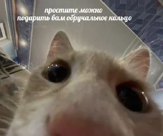 ❤️ emoji котёнки Telegram sticker 12 of 93