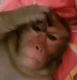🌟 emoji обезьянки 🐒 Telegram sticker 11 of 30