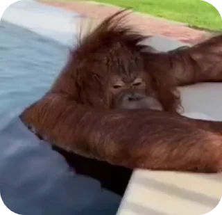 🏖 emoji #2Monkeys 🦍🙉 @monkeys200 Telegram sticker 7 of 50