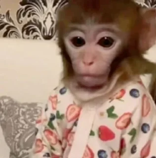🌟 emoji обезьянки 🐒 Telegram sticker 20 of 30
