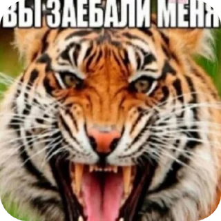 Sticker from лучший пак