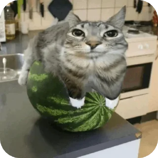 Sticker from Cat