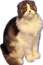 🙁 emoji Всратые животные Telegram sticker 20 of 37