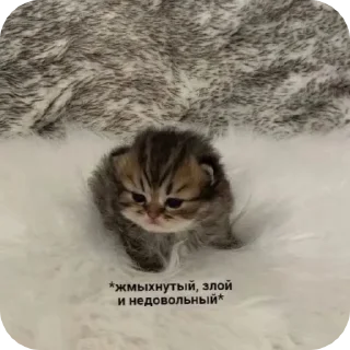 🌟 emoji Туса епта Telegram sticker 14 of 23