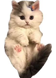 🐱 emoji Cute Telegram sticker 19 of 120