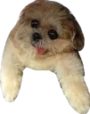 🐶 emoji Cute Telegram sticker 7 of 120