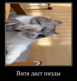 🥊 emoji Милый котик Витя Telegram sticker 9 of 35