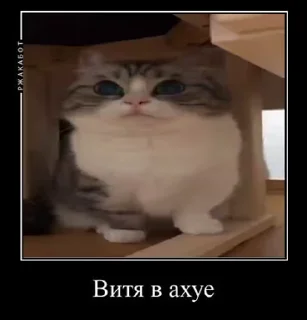 Sticker from Милый котик Витя