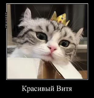 😇 emoji Милый котик Витя Telegram sticker 23 of 35