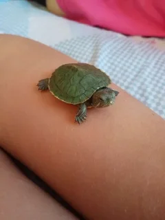 Sticker from turtles