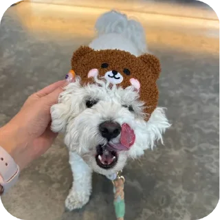 🐶 emoji Фиксай и его друзья😻💜 Telegram sticker 19 of 28