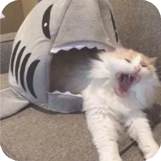 🐱 emoji Хуита Telegram sticker 9 of 43