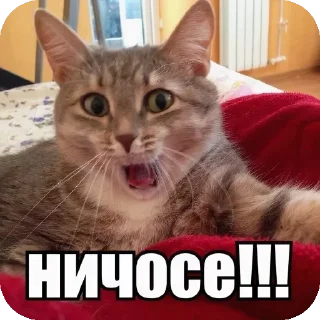 🐱 emoji Хуита Telegram sticker 23 of 43