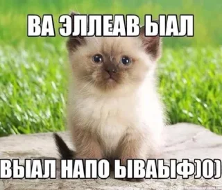 🤬 emoji жесть котеночек Telegram sticker 11 of 25