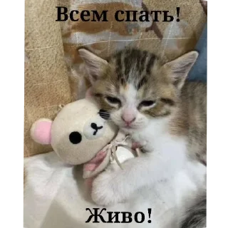 🐱 emoji Стики Telegram sticker 22 of 120