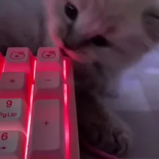 💕 emoji БОЛЬШЕ ⇨ @CLOOBHUB КОТИКИ КОТЫ CATS PETS ТГ TG Telegram sticker 11 of 118