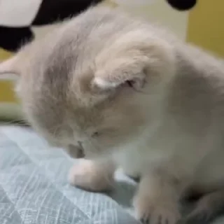 💕 emoji БОЛЬШЕ ⇨ @CLOOBHUB КОТИКИ КОТЫ CATS PETS ТГ TG Telegram sticker 9 of 118