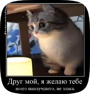 🤗 emoji КОШАКИ by oooeedeeooo @TgEmodziBot Telegram sticker 10 of 78