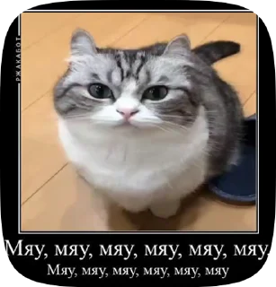 😺 emoji КОШАКИ by oooeedeeooo @TgEmodziBot Telegram sticker 9 of 78
