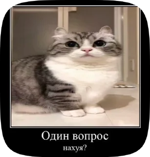 ❔ emoji КОШАКИ by oooeedeeooo @TgEmodziBot Telegram sticker 8 of 78