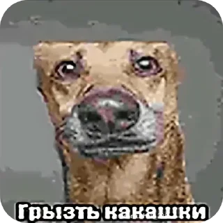 🐝 emoji Мемасыки by @Dmitri_Ytkin Telegram sticker 10 of 96