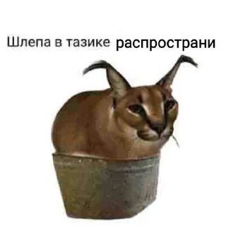 ⚠️ emoji ШЛЕПЫЧЬ :) Telegram sticker 3 of 39