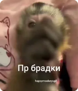 Sticker from Хепи монкис стикиры от @happymonkeysgif