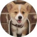 Sticker from Welsh Corgi