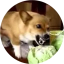 😡 emoji Welsh Corgi Telegram sticker 9 of 42