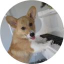 🎹 emoji Welsh Corgi Telegram sticker 19 of 42