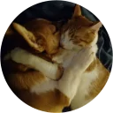 ❤ emoji Welsh Corgi Telegram sticker 8 of 42